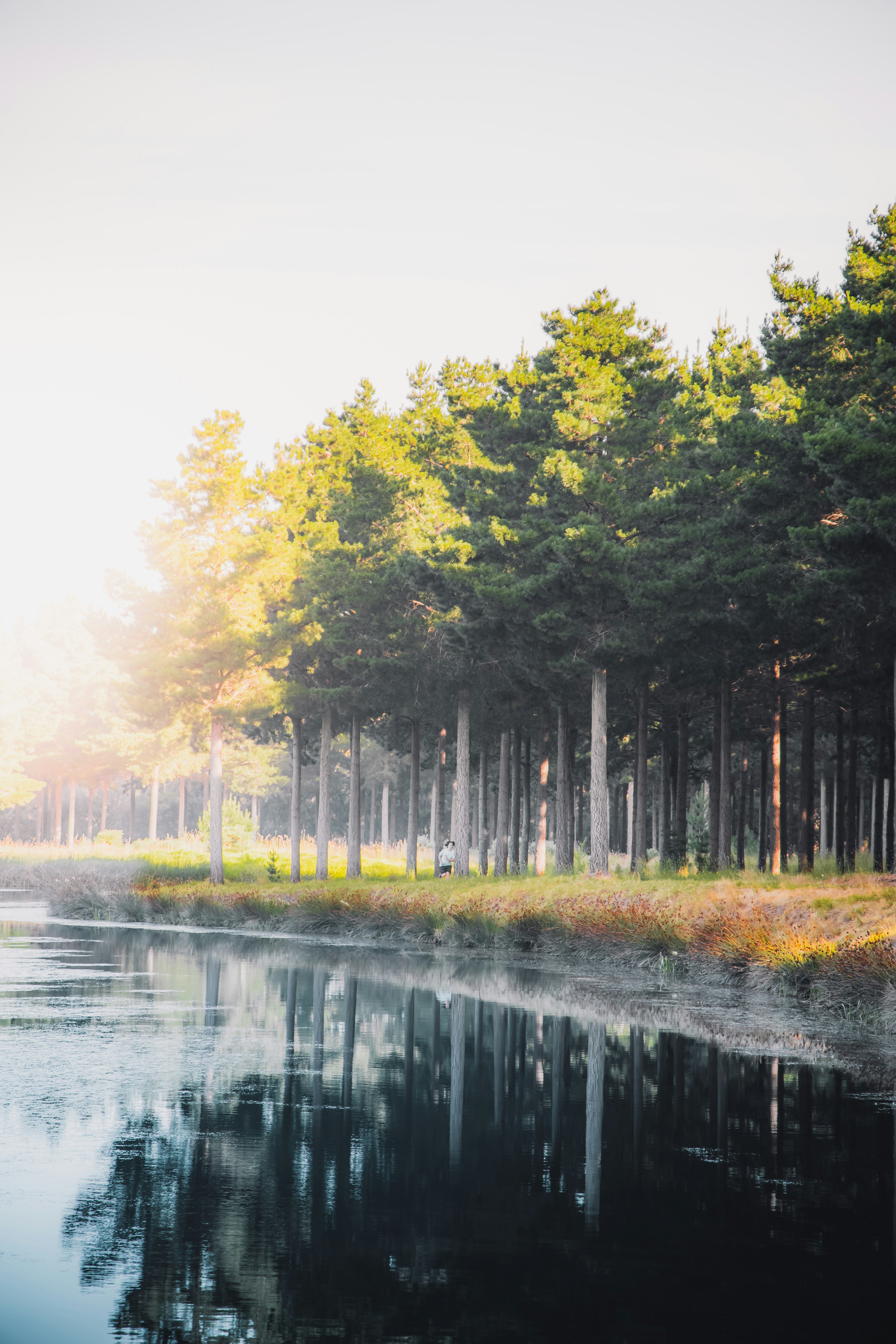 green trees beside river during daytime